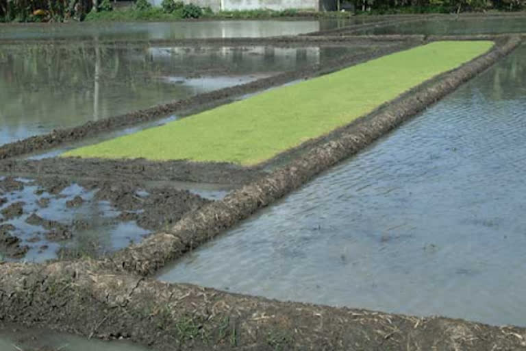 farmers towards paddy