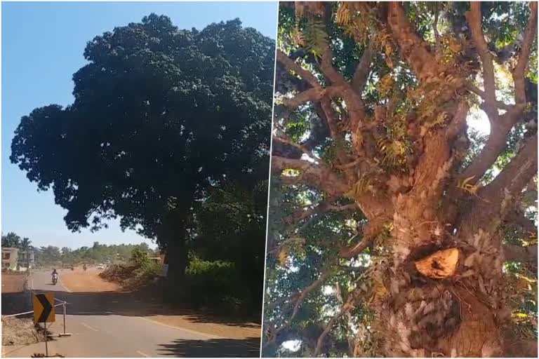 500 year old tree in kasaragod  Seethangoli old mango tree  സീതാംഗോളി മരമുത്തശ്ശി  500 വര്‍ഷം പഴക്കമുള്ള മാവ് സംരക്ഷിച്ച് നാട്ടുകാര്‍  മരമുത്തശ്ശി ആയുസ് നീട്ടികിട്ടി