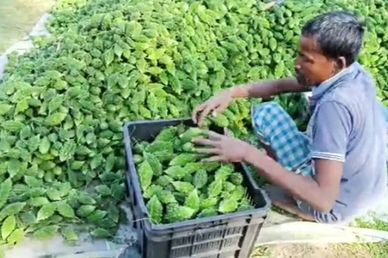 পানীৰ দৰত ৰূপহীহাটত বিক্ৰী হৈছে শাক-পাচলি