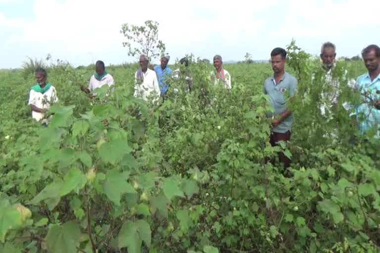 Haveri Cotton growers are worry about loss in this year