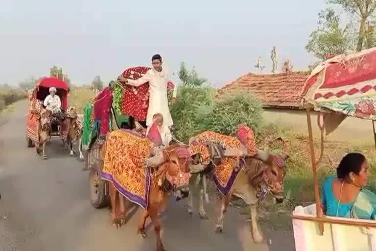 Groom Hanil from Amreli Gujarat wedding  Groom arrived at his wedding in a bullock cart surat  അംറേലി വിവാഹത്തിന് വരൻ എത്തിയത് കാളവണ്ടിയിൽ  ഗുജറാത്ത് ഹാനിൽ