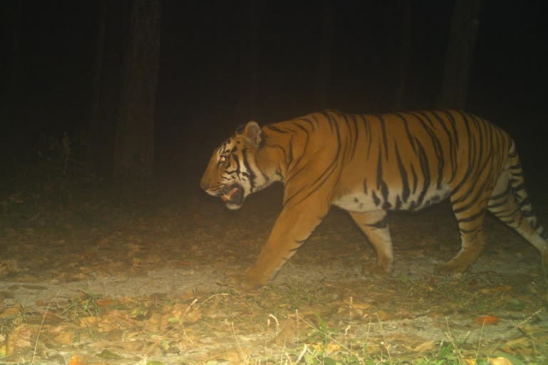 Tiger Found in Buxa