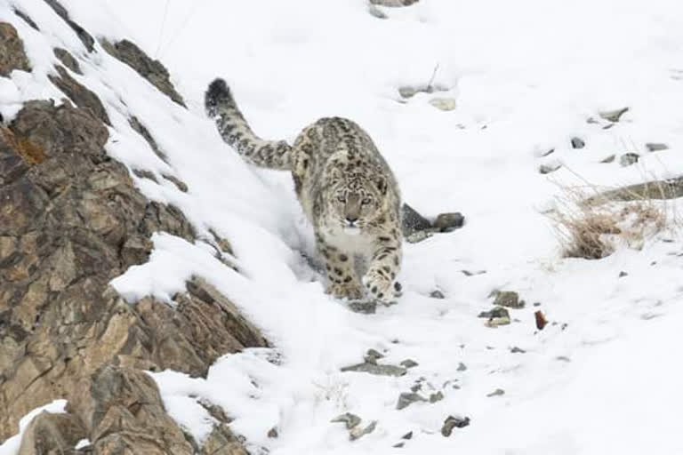 snow leopard in himachal.