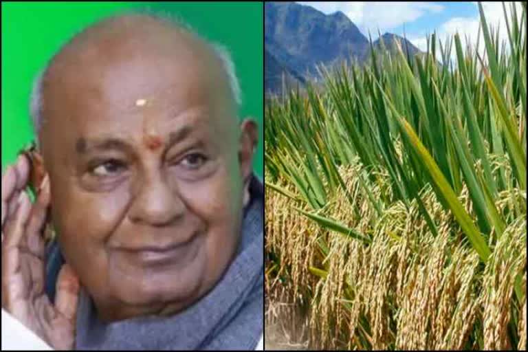 Punjab farmers named a rice variety 'Dev Gowda'