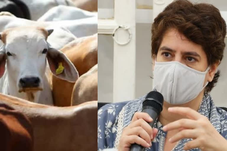 priyanka gandhi alleges that up cows are victims of cruelty inhumanity in gaushalas
