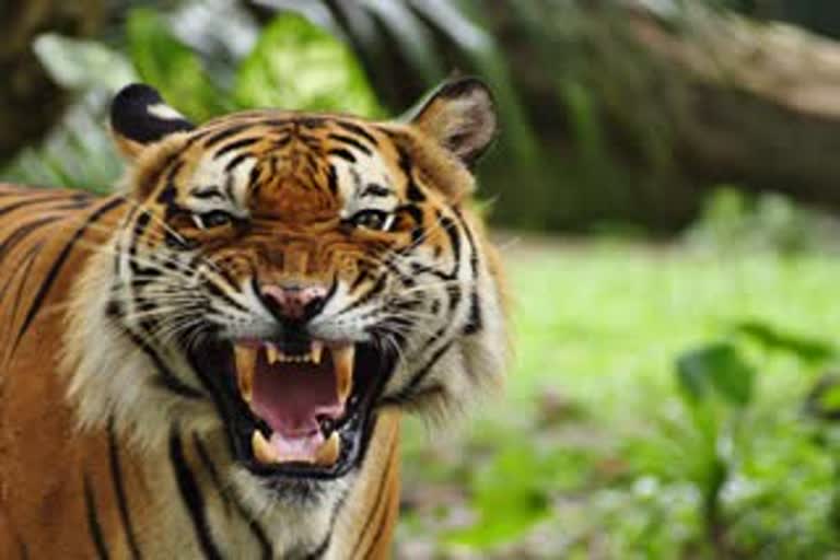Tiger attacked on farmers in West Champaran