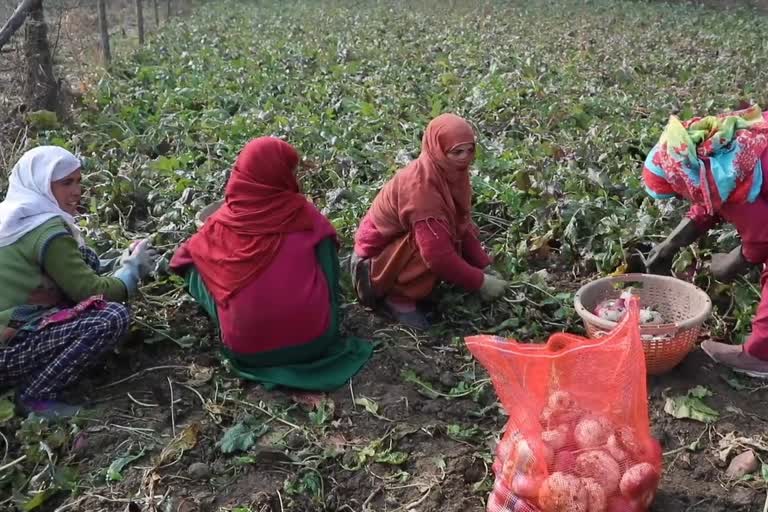 Vegetable Growers Worried: سبزیوں کی کاشت سے وابستہ کسان پریشان