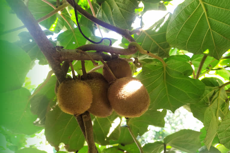 Kiwi cultivation in Chamoli