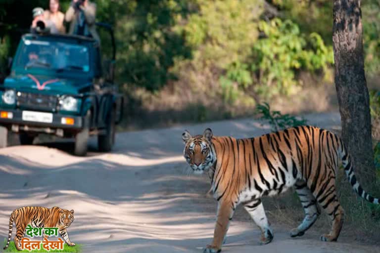 Pench National Park filled for tourists