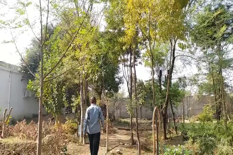 Sandalwood farming in shahdol