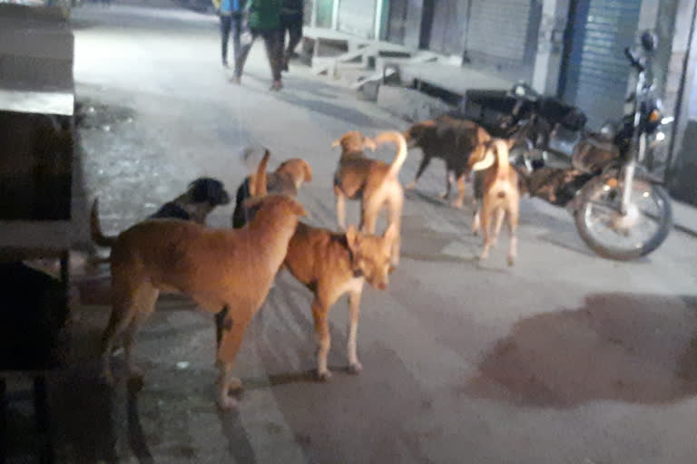 Stray Dogs in Mujaffarnagar