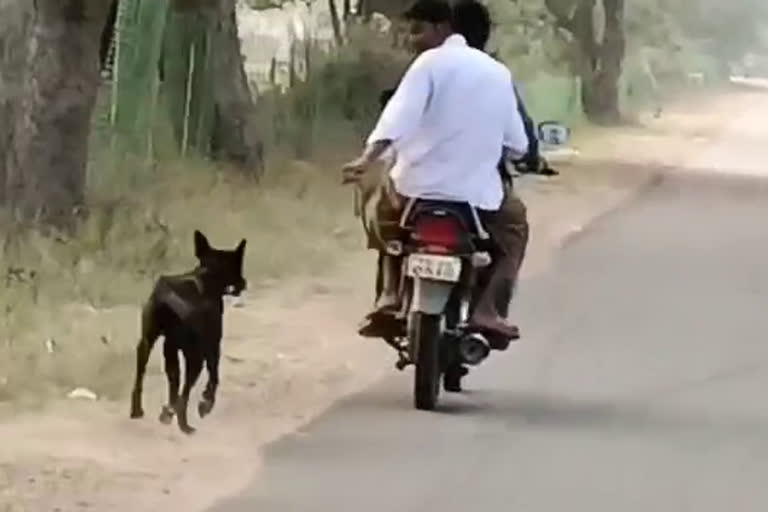 Machareddy Dog incident, dog injured