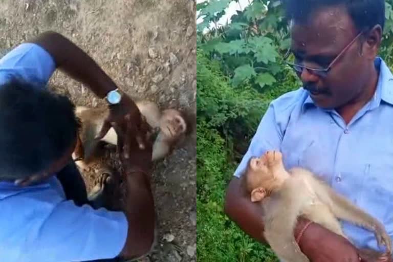 Man gives cpr to monkey  tamil nadu man saves monkey life by giving cpr  കുരങ്ങിന് സിപിആര്‍ നല്‍കി  തമിഴ്‌നാട് സ്വദേശി കുരങ്ങന്‍ സിപിആര്‍  കുരങ്ങന്‍റെ ജീവന്‍ രക്ഷിച്ച് തമിഴ്‌നാട് സ്വദേശി