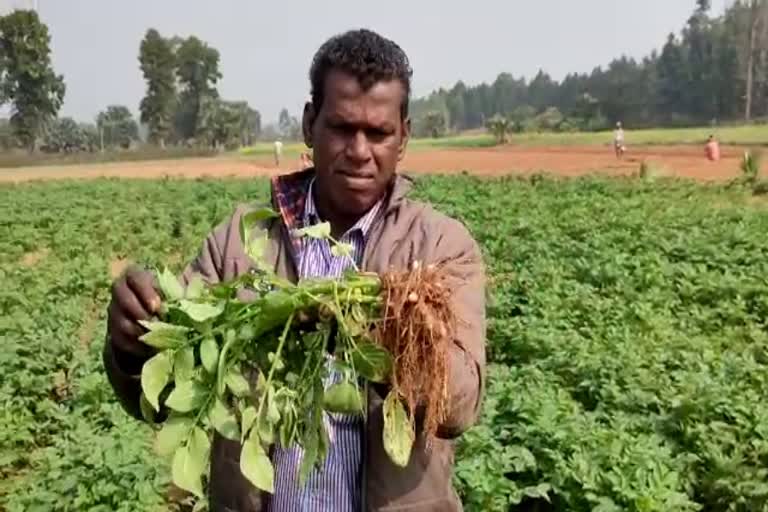 bankura cultivation