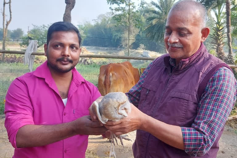 American barn species owl found in Supaul