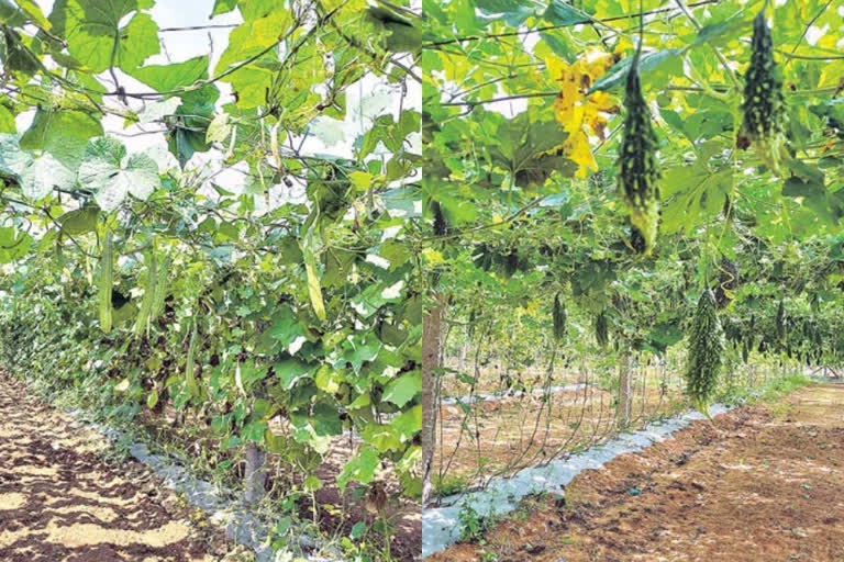 Canopy cultivation  in narsam pally