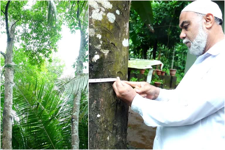 agarwood cultivation in malappuram  abdurahman agarwood cultivation  മലപ്പുറം ഊദ്‌ കൃഷി  അബ്‌ദുറഹ്‌മാന്‍ ഊദ്‌  പൊന്നിന്‍റെ വിലയുള്ള ഊദ്