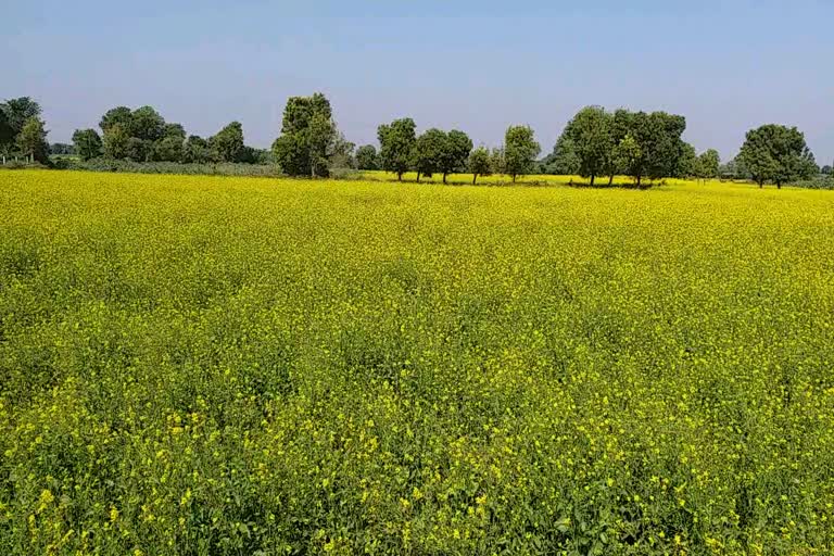 પાટણ જિલ્લામાં રાયડાનુ મબલખ ઉત્પાદન