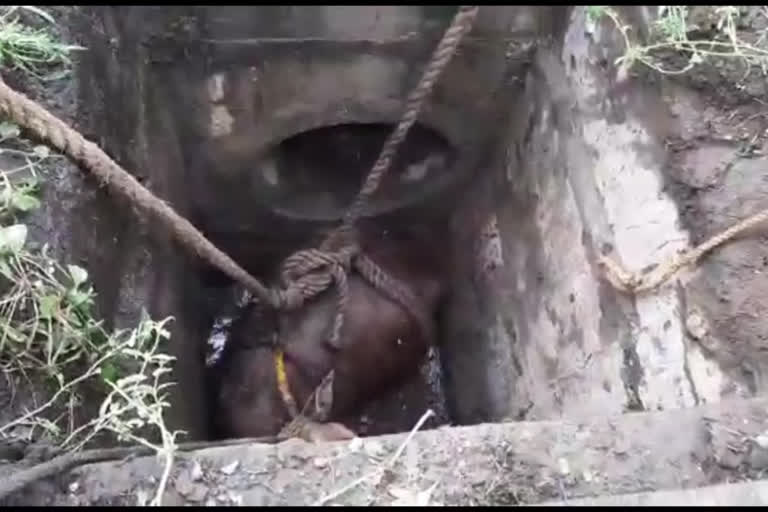 கழிவுநீர் தொட்டியில் விழுந்து உயிருக்கு போராடிய பசு மீட்பு