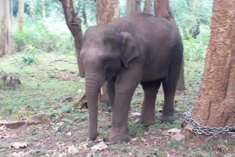 Elephant dead body found