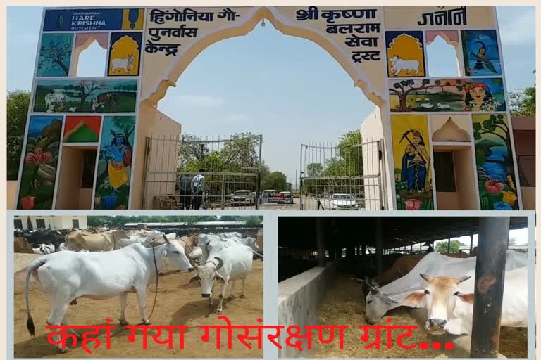 cow protection tax in rajasthan