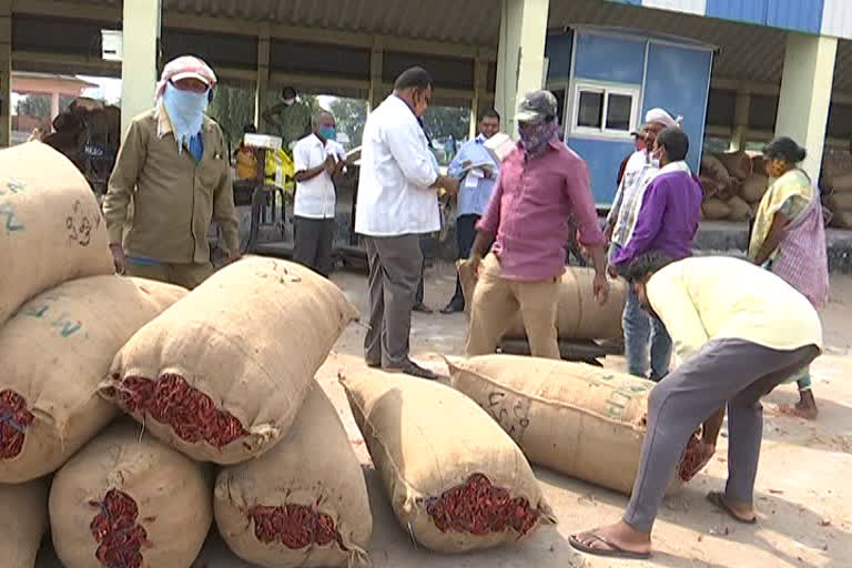 chilli farmers suicides