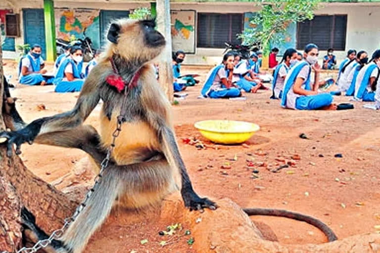 langur in School