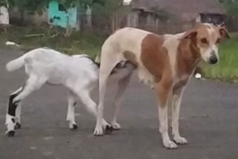 நாயிடம் பால் குடிக்கும் ஆட்டுக்குட்டி: வைரல் வீடியோ