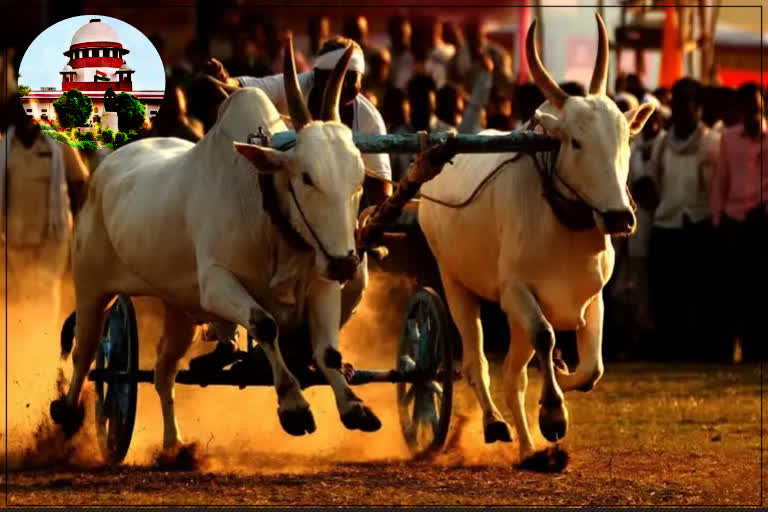 bullock cart race SC order