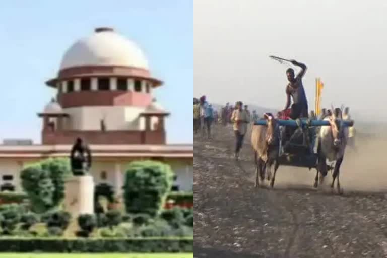 Pointers of Supreme Court Allowed Bullock Cart racing In Maharashtra