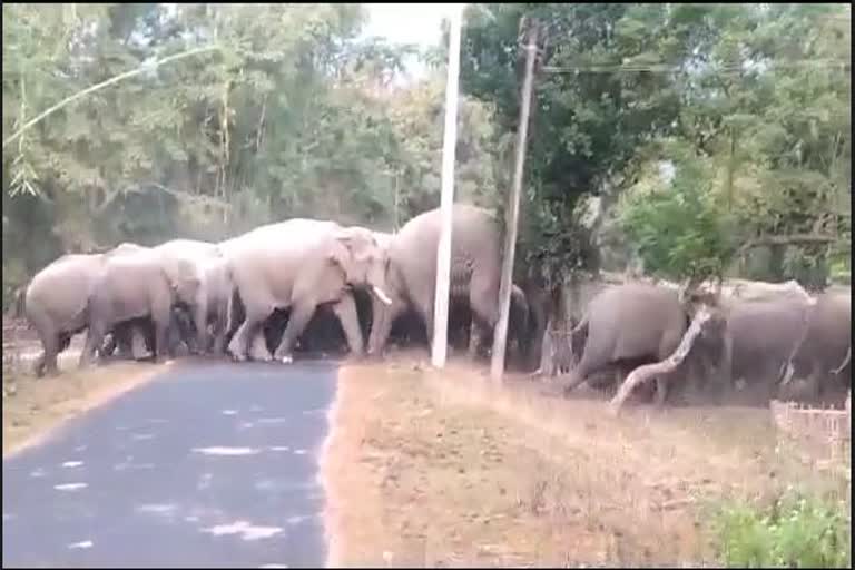 ଜଙ୍ଗଲୀ ହାତୀ ଆତଙ୍କ: ଭୟଭୀତ ଗ୍ରାମବାସୀ