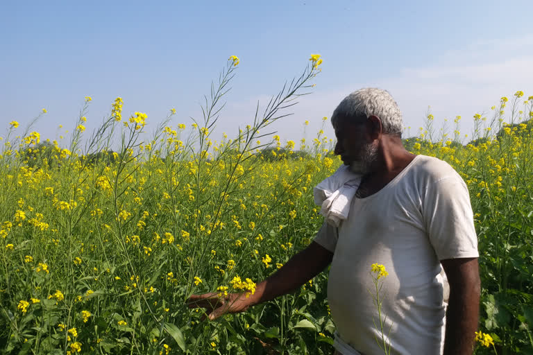 mustard farming, bhilwara news