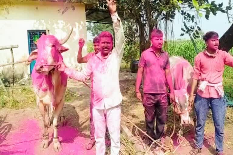 bullock cart racing Social worker Vijay Jadhav