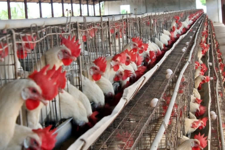 bird flu in kerala 2021