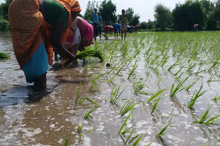 Natural farming: ખેડૂતો માટે આશીર્વાદ રૂપ છે પ્રાકૃતિક ખેતી