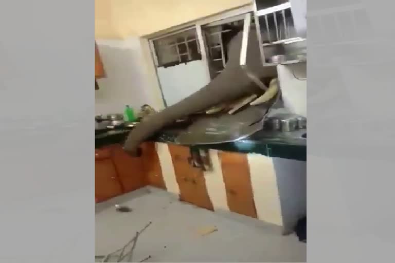 elephant entered to kitchen and searched for food; video viral