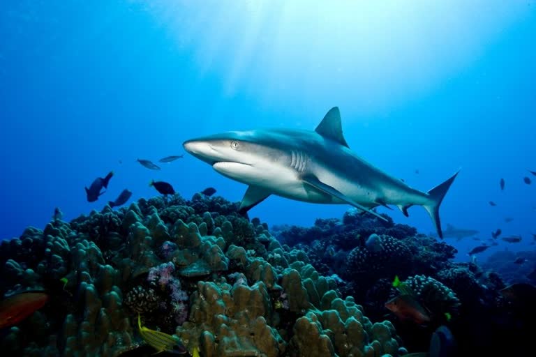 Proteins from Shark antibodies may help prevent Covid virus,  coronavirus variants treatment,  health