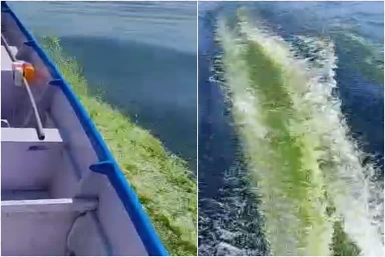 Algal bloom phenomenon In Kerala  Sea Color Becoming Green  സംസ്ഥാനത്ത്‌ കടലിന്‌ നിറം മാറുന്നു  കേരളത്തില്‍ ആൽഗൽ ബ്ലൂം പ്രതിഭാസം  പച്ച നിറത്തില്‍ കടല്‍