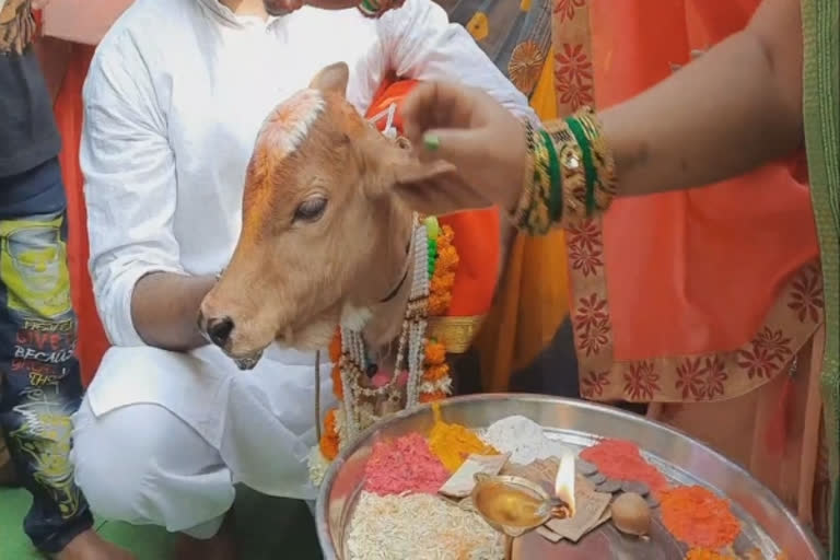 naming ceremony of a calf