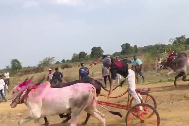 बैलागाडा शर्यत