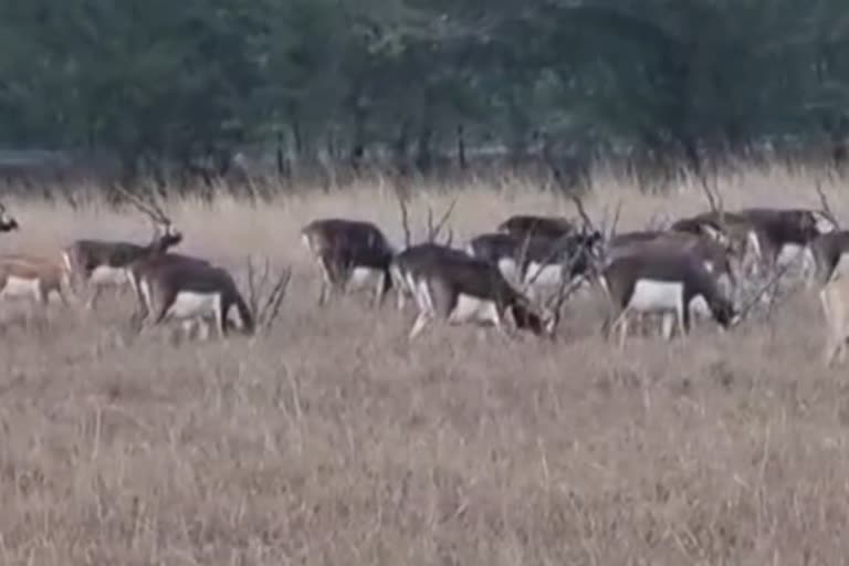 National Park Antelope Sanctuary Bhavnagar: ગુલાબી ઠંડીમાં કાળિયાર અભ્યારણમાં વરુના મસ્તી કરતો આહલાદક વીડિયો ટ્વીટ