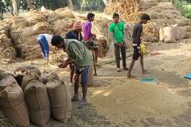 Farmers Upset Due to Non-Procurement of Paddy