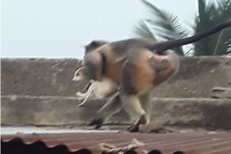 Enraged monkeys kill 250 dogs to take  revenge in Maharashtra