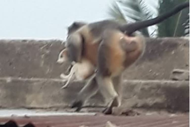 Monkey Kills Dog