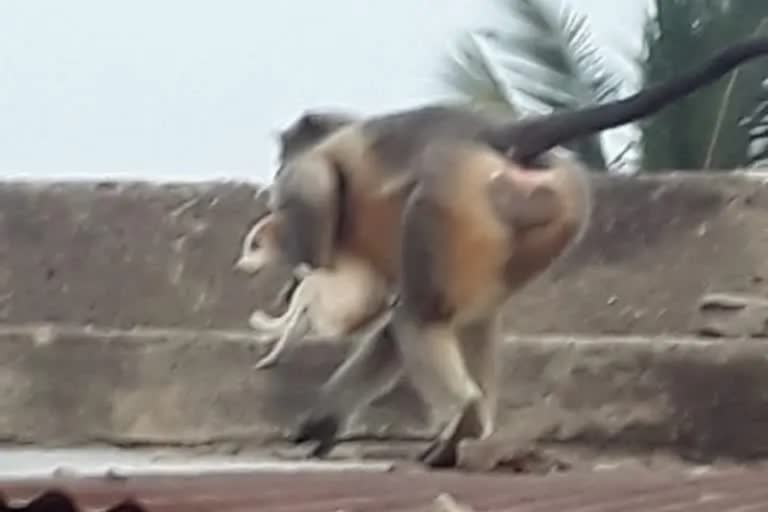 കുരങ്ങ് പ്രതികാരം  കുരങ്ങുകള്‍ നായക്കുട്ടി കൊന്നു  monkeys revenge  monkeys kill dogs in beed  puppies killed by monkeys  ബീഡ് കുരങ്ങുകള്‍