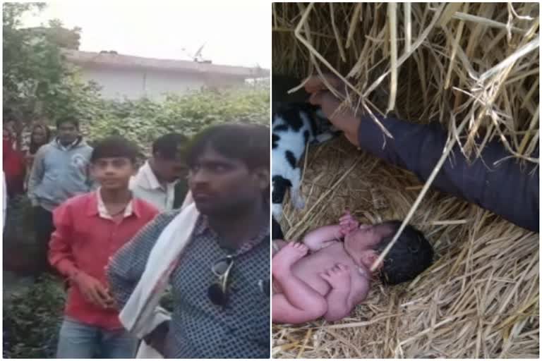 mother left the newborn girl in the midst of the dog