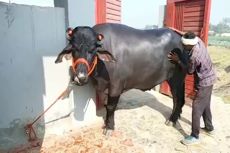 Buffalo Badal of Panipat is more expensive than a Ferrari car  Buffalo Badal earns Rs 25 lakh every year  ബാദൽ പോത്ത്  ലക്ഷങ്ങൾ സമ്പാദിക്കുന്ന പോത്ത്  ബിഹാറിലെ പാനിപ്പത്തിലെ ബാദൽ എന്ന പോത്ത്