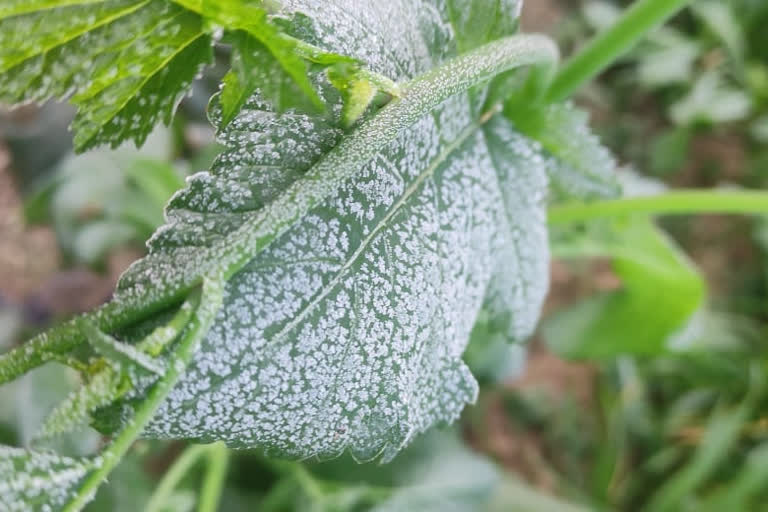 Severe Cold Wave In Rajasthan