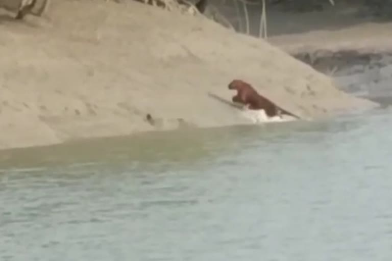 Royal Bengal Tiger in Sundarbans