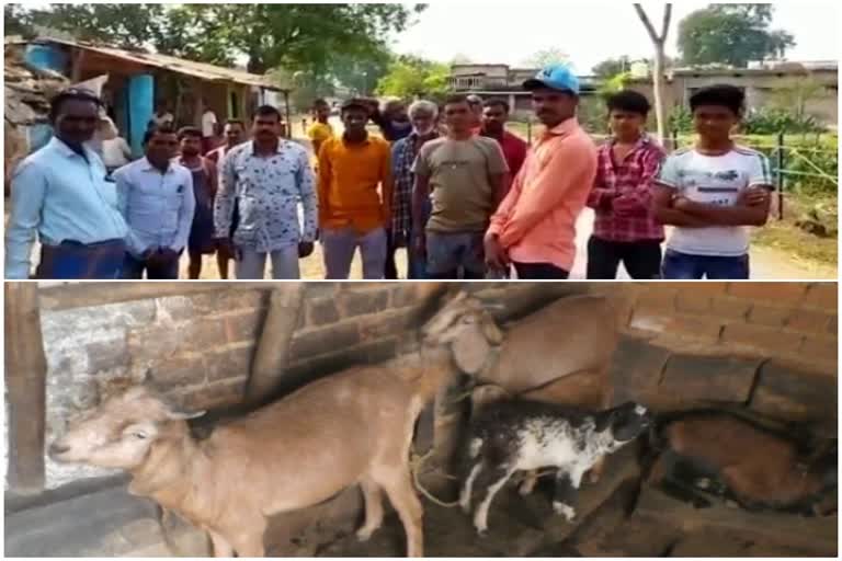Goat theft happens after power failure